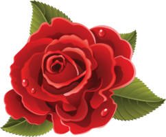 flowers & Rose free transparent png image.