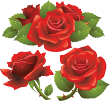 flowers & rose free transparent png image.