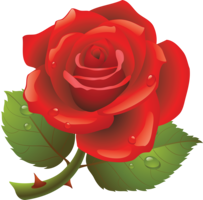 flowers & rose free transparent png image.