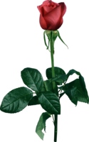 flowers & Rose free transparent png image.