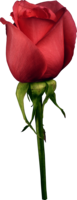 flowers & Rose free transparent png image.