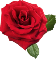 flowers & Rose free transparent png image.