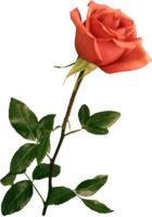 flowers & Rose free transparent png image.