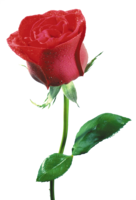 flowers & Rose free transparent png image.