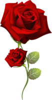 flowers & Rose free transparent png image.