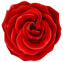 flowers & rose free transparent png image.