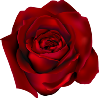 flowers & rose free transparent png image.