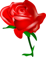 flowers & Rose free transparent png image.