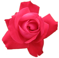 flowers & Rose free transparent png image.