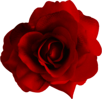 flowers & Rose free transparent png image.