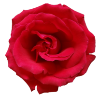 flowers & rose free transparent png image.