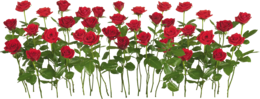 flowers & rose free transparent png image.