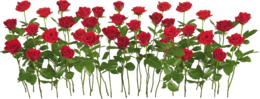 flowers & Rose free transparent png image.