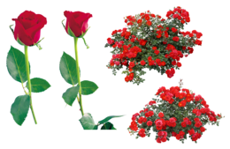 flowers & Rose free transparent png image.