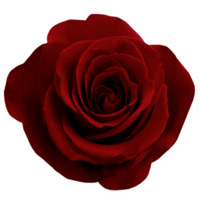 flowers & Rose free transparent png image.