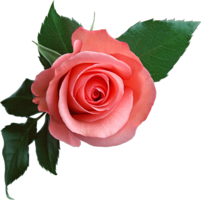 flowers & rose free transparent png image.