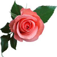 flowers & Rose free transparent png image.