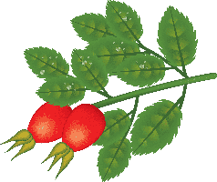 fruits & rose hip free transparent png image.