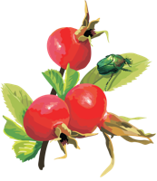 fruits & Rose hip free transparent png image.