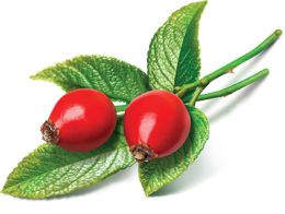 fruits & Rose hip free transparent png image.