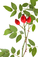 fruits & Rose hip free transparent png image.