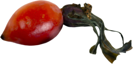 fruits & rose hip free transparent png image.