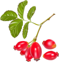 fruits&Rose hip png image.