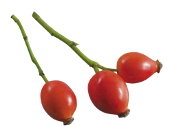 fruits & Rose hip free transparent png image.