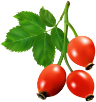 fruits & rose hip free transparent png image.
