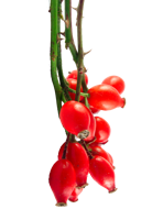 fruits & Rose hip free transparent png image.