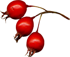 fruits & Rose hip free transparent png image.