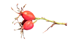 fruits & rose hip free transparent png image.