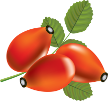 fruits & rose hip free transparent png image.