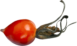 fruits & rose hip free transparent png image.