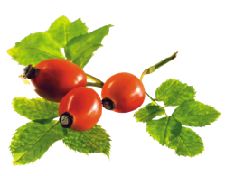 fruits & Rose hip free transparent png image.