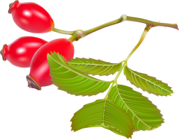 fruits & rose hip free transparent png image.