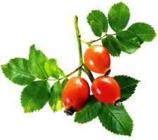 fruits & rose hip free transparent png image.