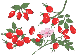 fruits & rose hip free transparent png image.