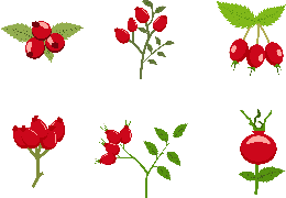 fruits & rose hip free transparent png image.