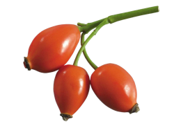 fruits & rose hip free transparent png image.