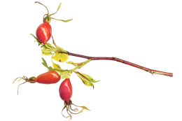 fruits & Rose hip free transparent png image.