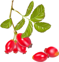 fruits & Rose hip free transparent png image.