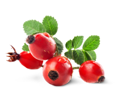 fruits & Rose hip free transparent png image.