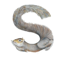 alphabet & s free transparent png image.