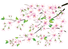 nature & sakura free transparent png image.