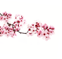 nature & Sakura free transparent png image.