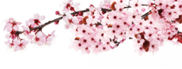 nature & sakura free transparent png image.