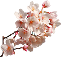 nature & sakura free transparent png image.