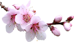 nature & sakura free transparent png image.