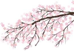 nature & Sakura free transparent png image.